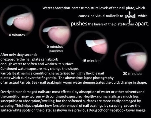 Image c/o Doug Schoon, showing water absorption by the nail plate