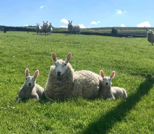 Sheep from the Top O’th Bank Barn farm
