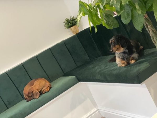 Noir Beauty, Emsworth 14