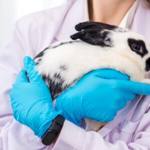 Animal Testing General Pic