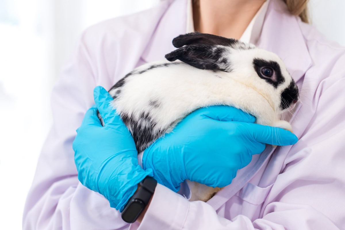 Animal Testing General Pic